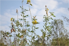 Crotalaria micans